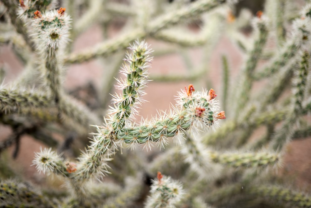 photo of green cactus plant during day time