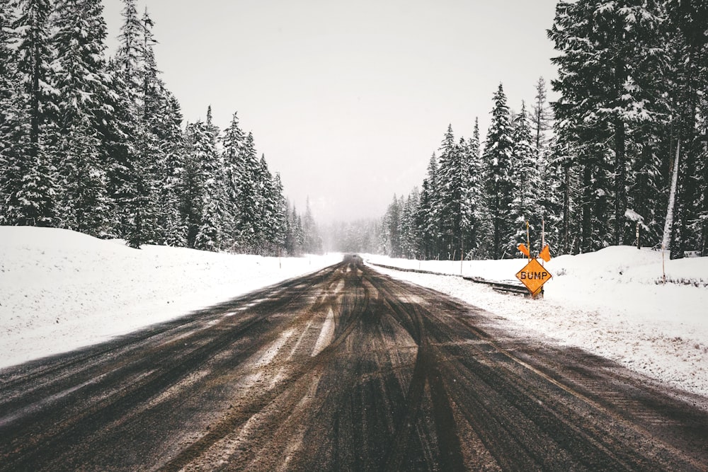 gray concrete road between snow covered pine trees