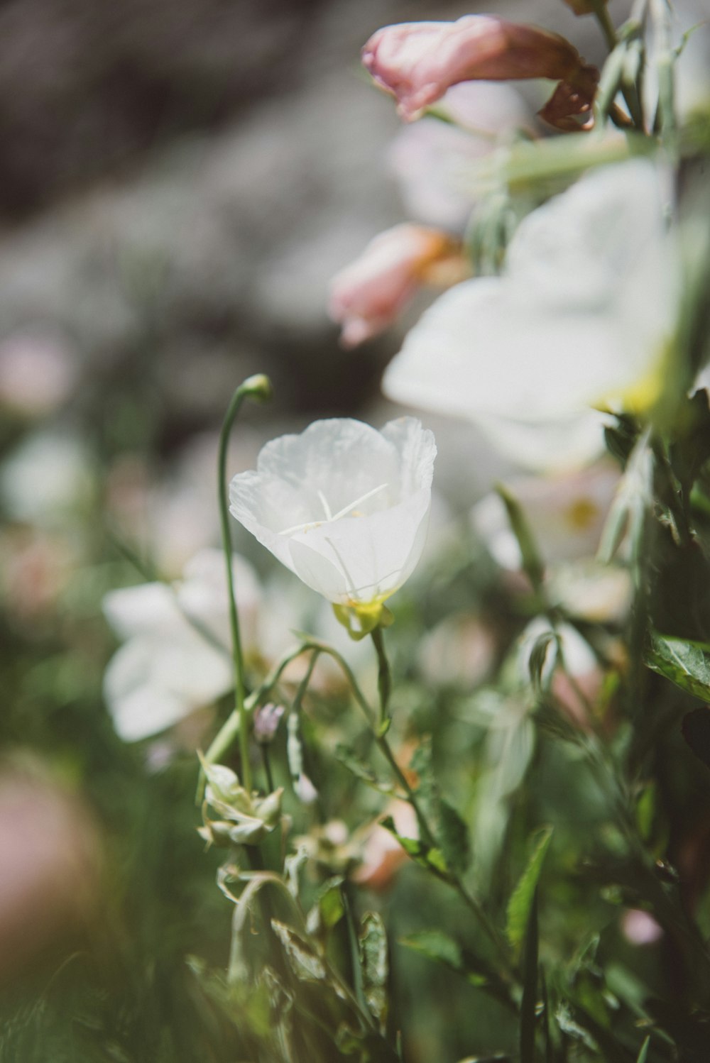 Weiße Glockenblume blüht tagsüber
