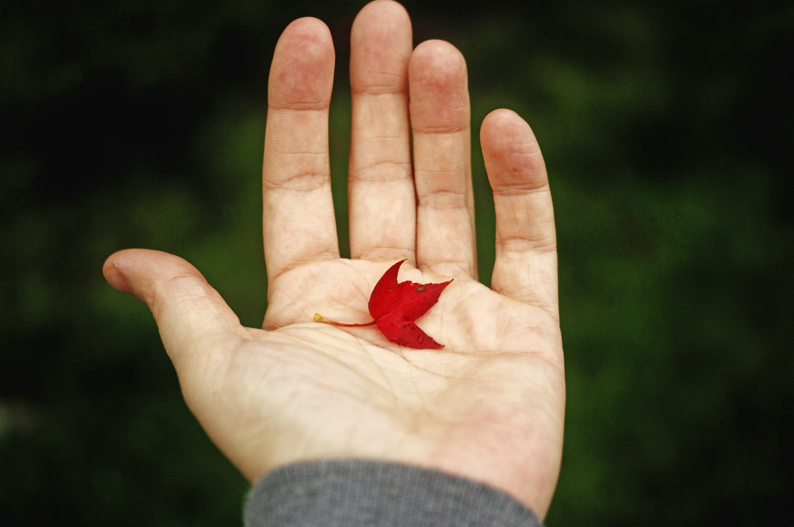 Pentax K20D sample photo. Person holding red leaf photography