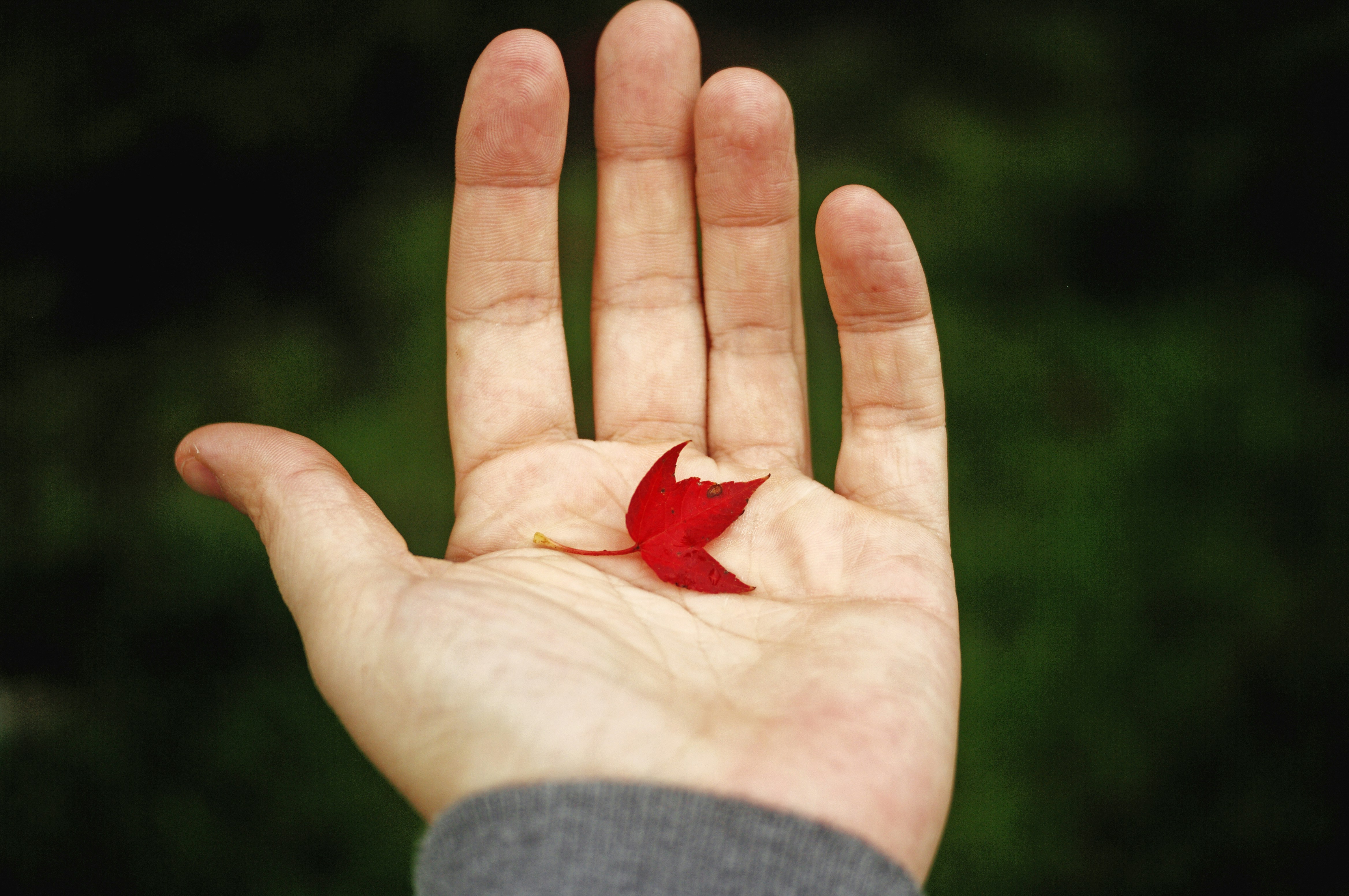 &quot;Tiniest maple leaf&quot;