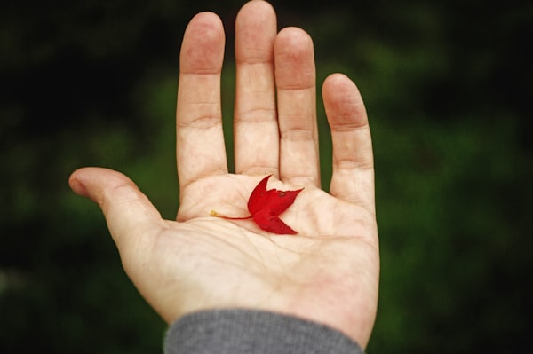 a person's hand holding a small, red leaf