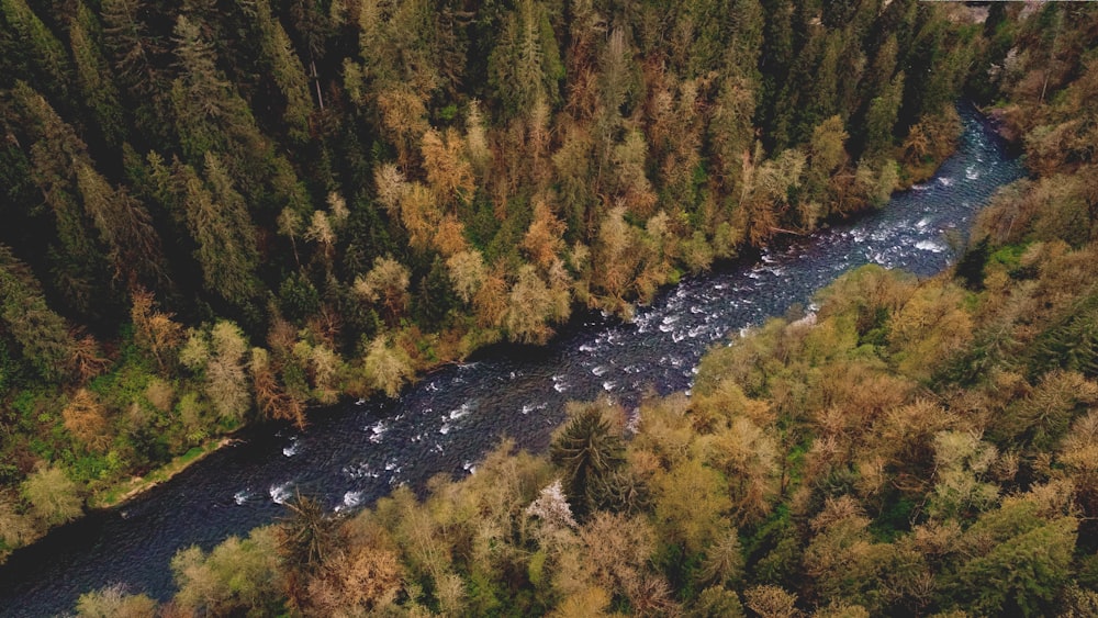 aerial photography of river between pine trees