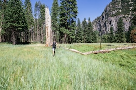 Hiker walking through a green valley surrounded by towering trees