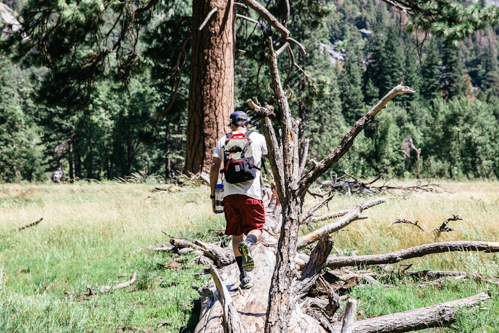 uomo con zaino che cammina sull'albero caduto con alberi davanti durante il giorno