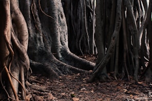 Dark, twisted roots entwined around a forgotten stone altar in a misty swamp.