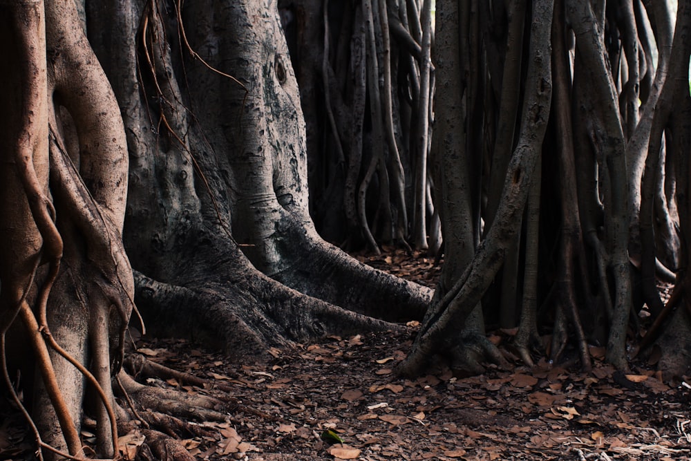 Tree trunks and fallen leaves on the forest floor