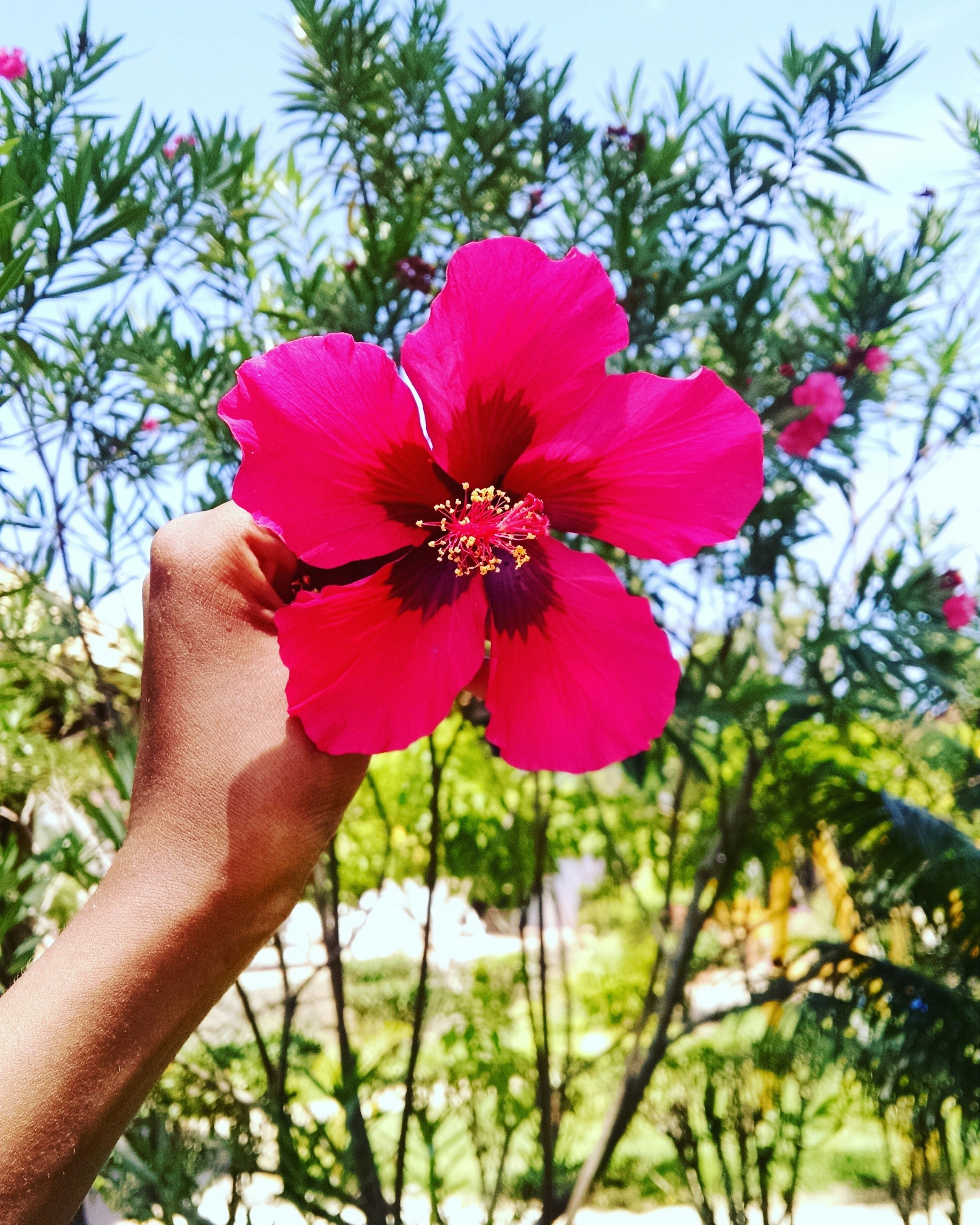 Free Unsplash photo from Gemima Souza