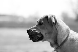 A dog is seen in profile facing left, holding a chew toy in its mouth. The image is in black and white, emphasizing the textures of the dog's fur and the toy. The background is blurred, focusing attention on the dog.