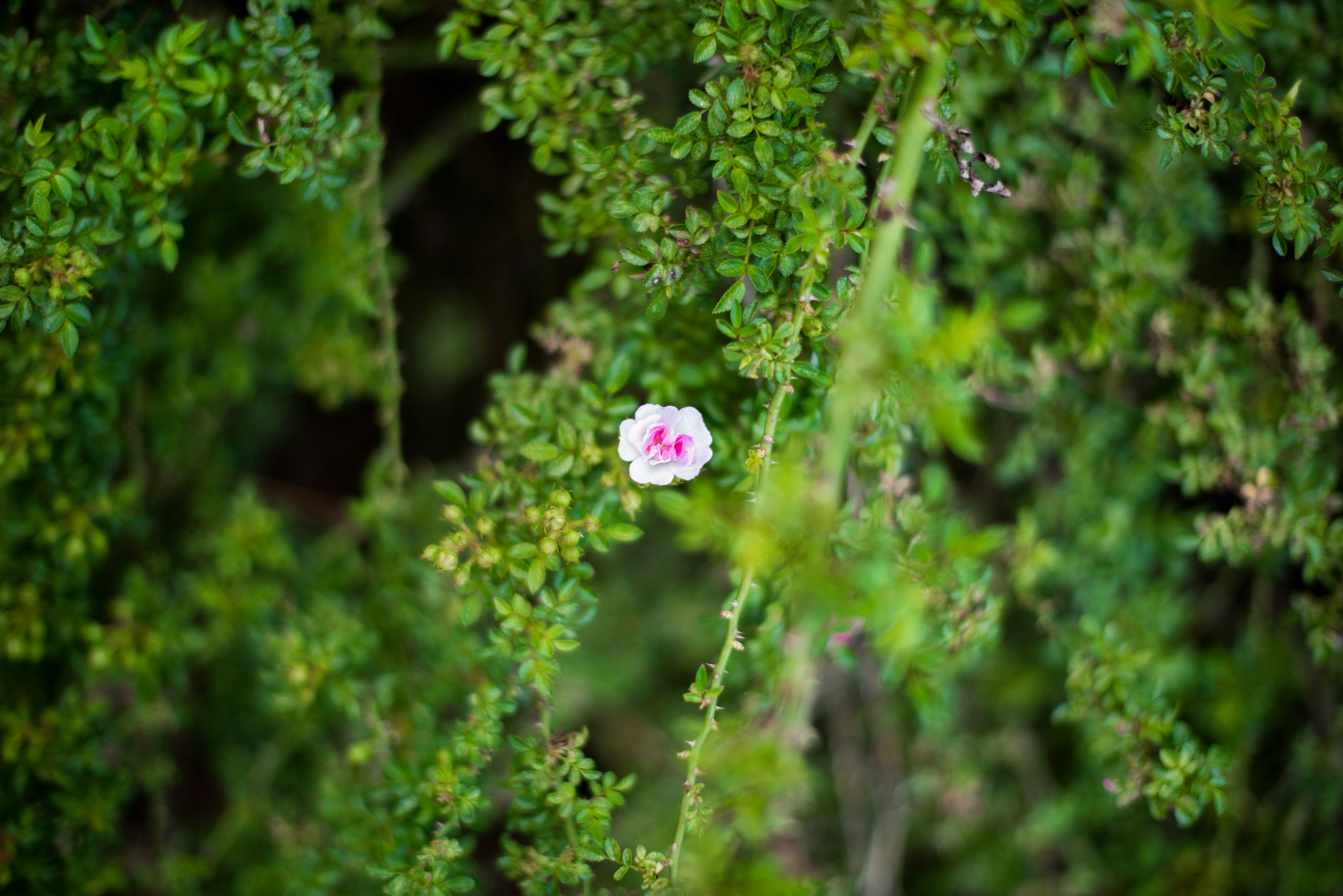 Free Unsplash photo from Madison Watson