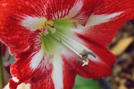 A close-up of a vibrant red and white amaryllis flower with its distinct petals and stamens. The flower exhibits intricate patterns, with droplets of water visible on the petals, adding texture and freshness to the image.