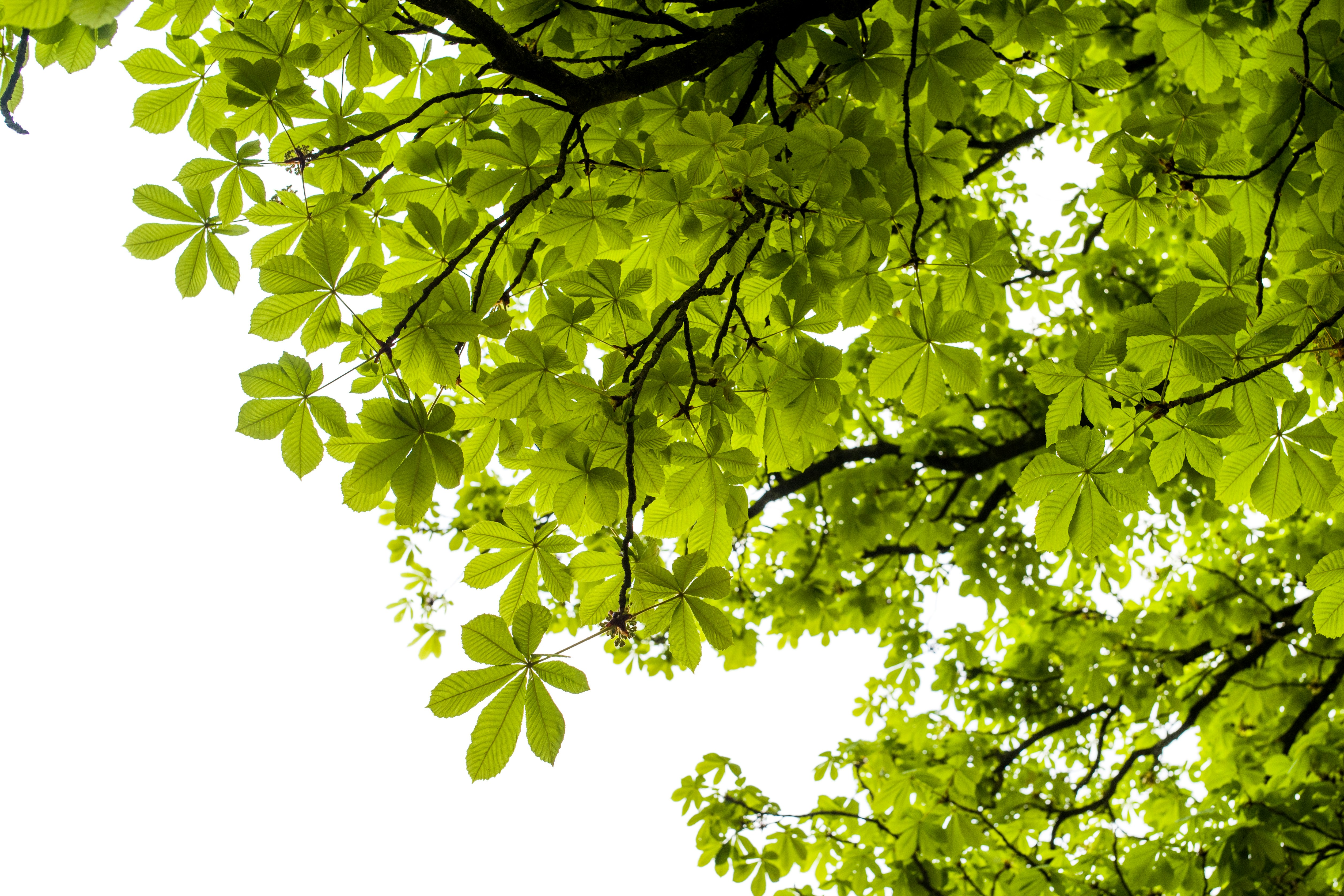 Free Unsplash photo from Jan Tielens