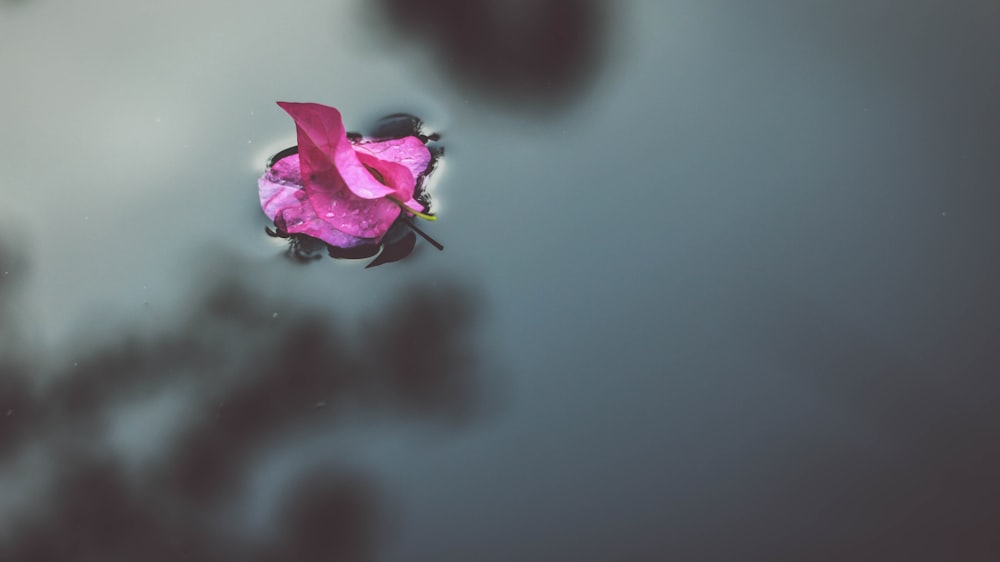 Selektive Fokusfotografie der rosa Bougainvillea-Blume auf dem Wasser