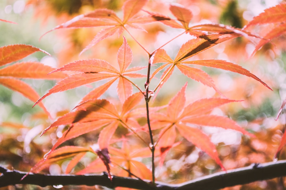 plante à feuilles vertes