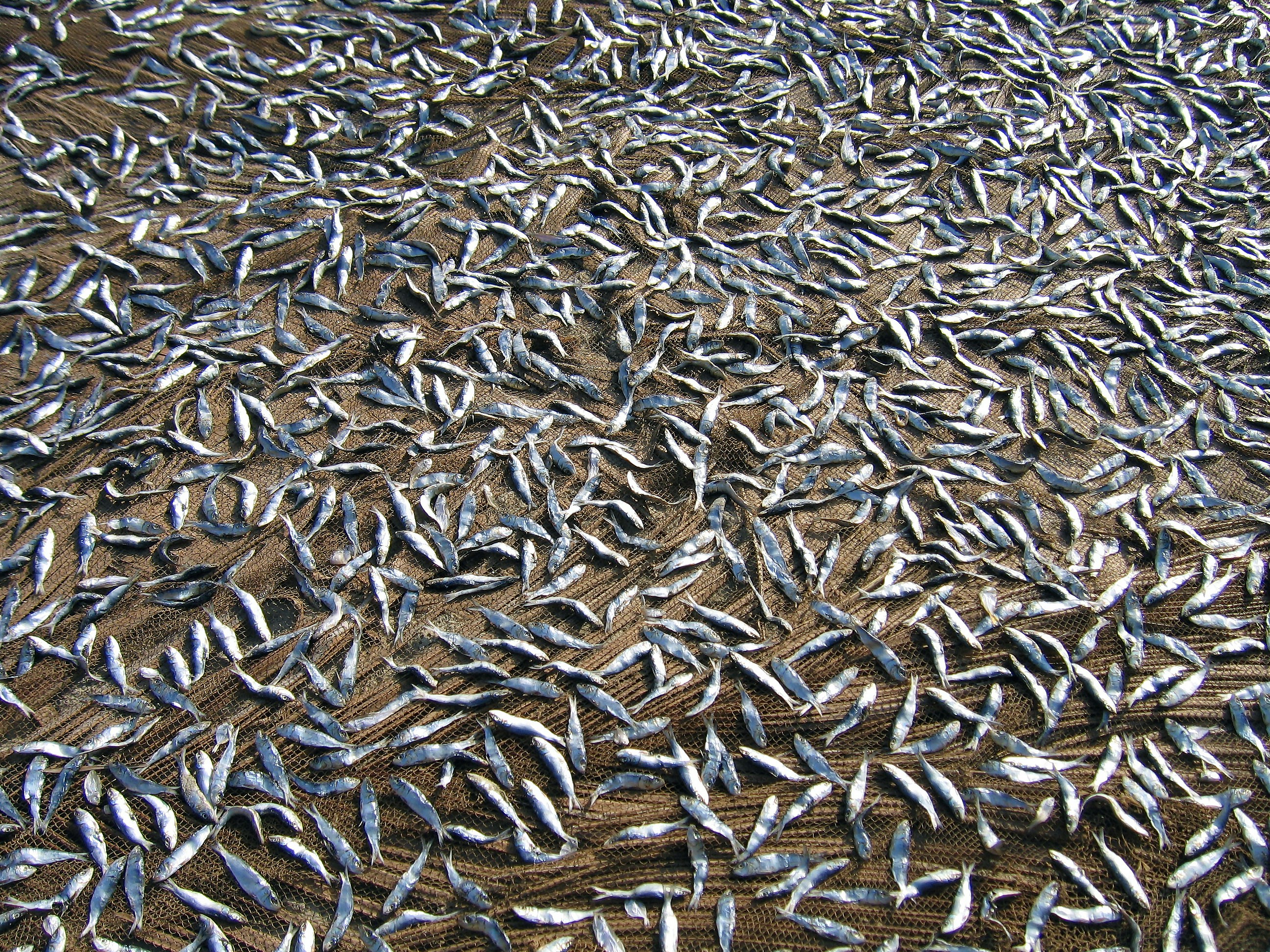 Free Unsplash photo from Nathan Nelson