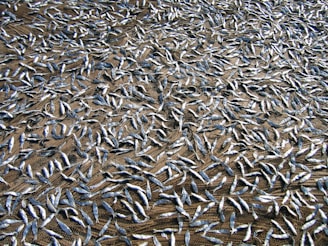 A large number of small, silver fish are laid out evenly across a brown net on the ground, likely for the purpose of drying in sunlight.
