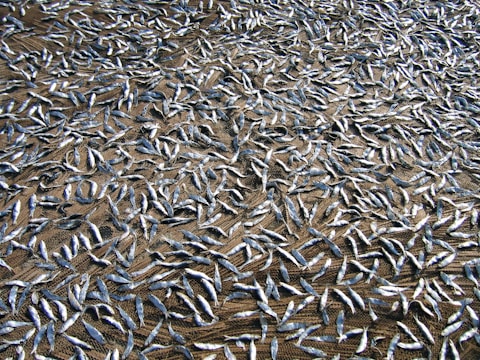 A large number of small, silver fish are laid out evenly across a brown net on the ground, likely for the purpose of drying in sunlight.