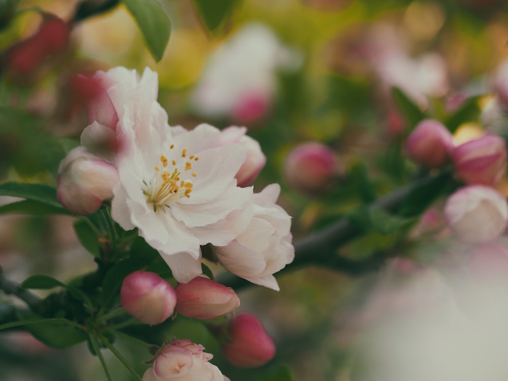 white-petaled flower