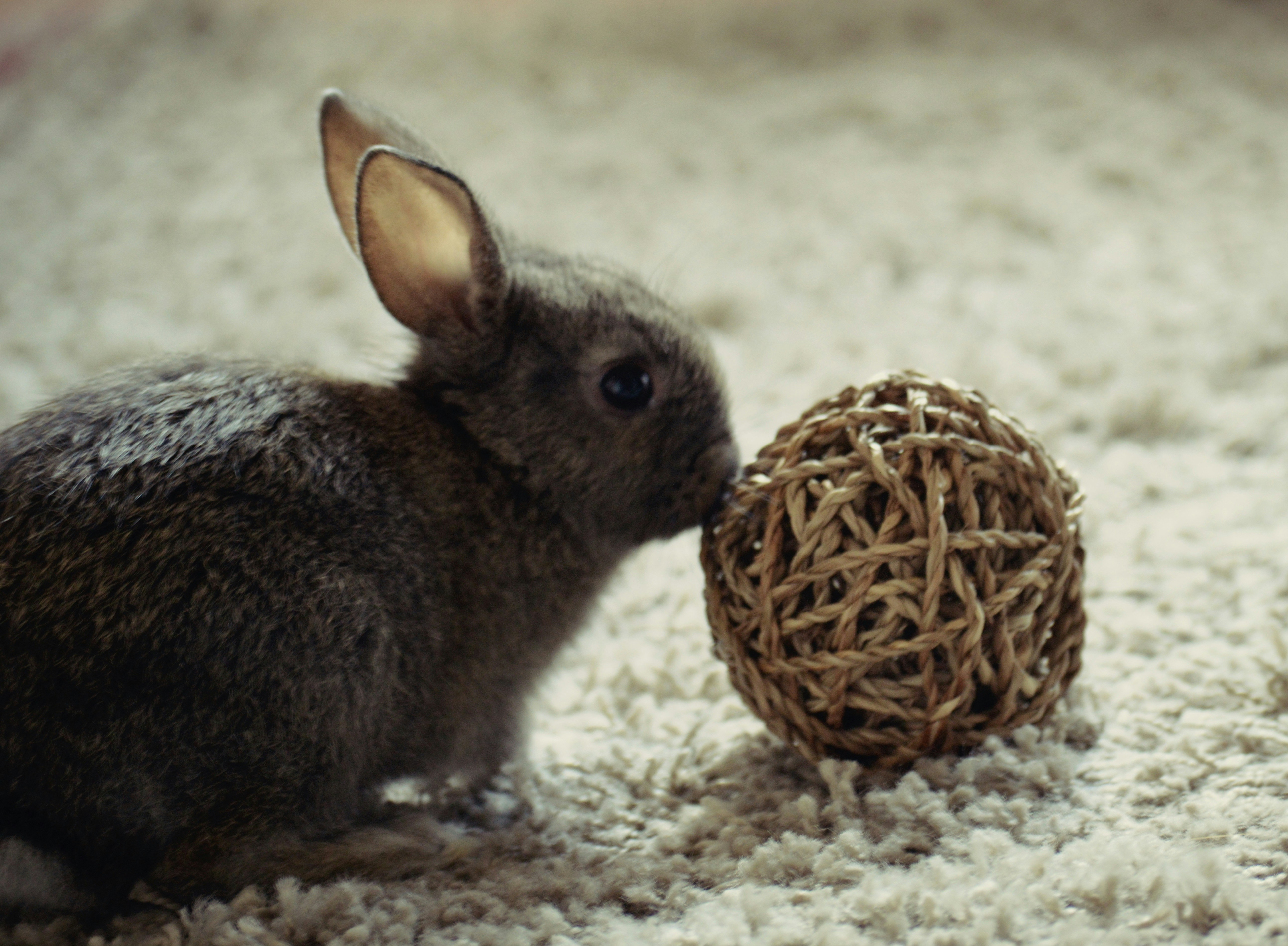 Free Unsplash photo from Claudia Jonkman