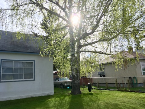 A family playing in a sunny backyard with a treehouse and green lawn.