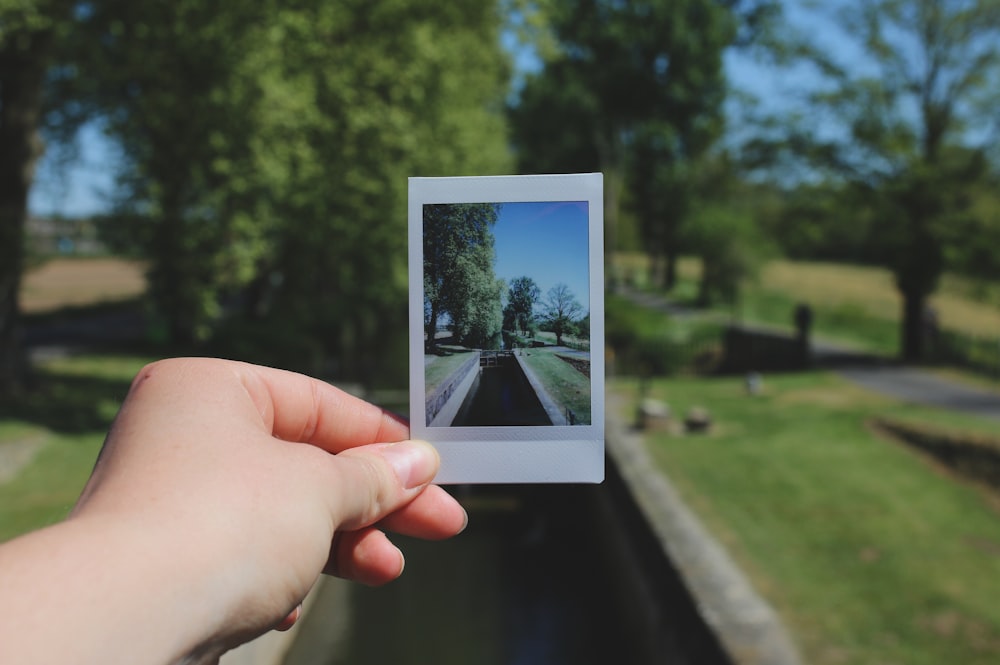 person showing photo of trees during daytime