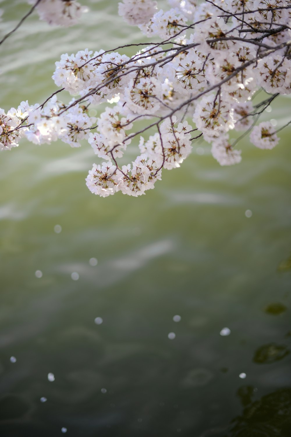 árbol de flores de pétalos blancos en una foto de primer plano