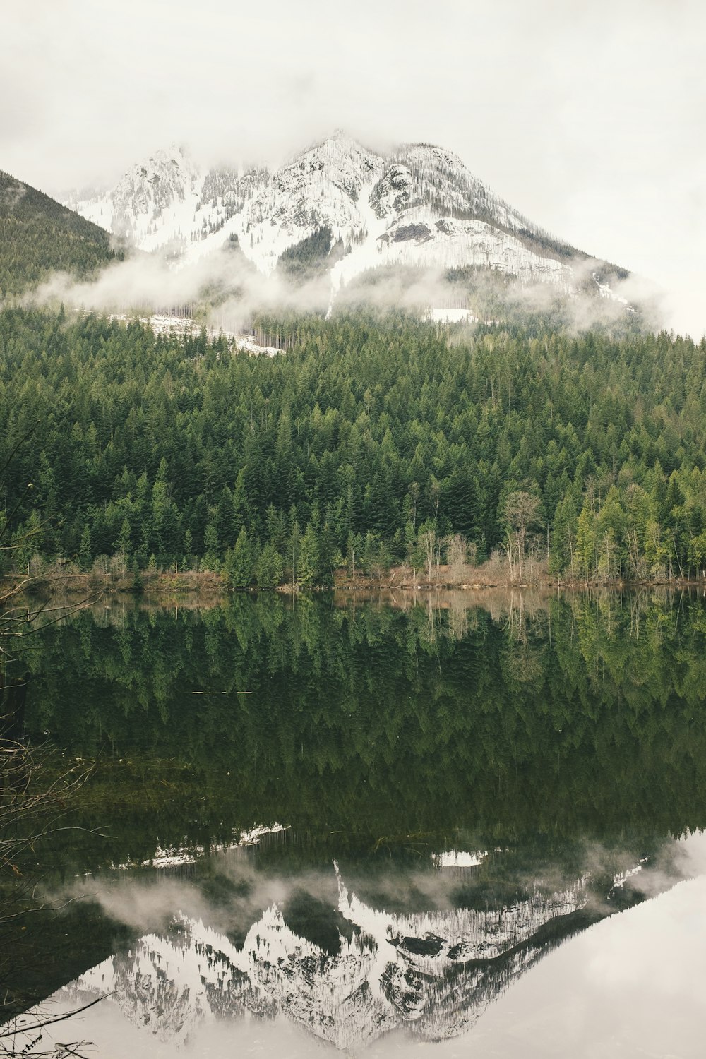 green pine trees in front of mountain ranges