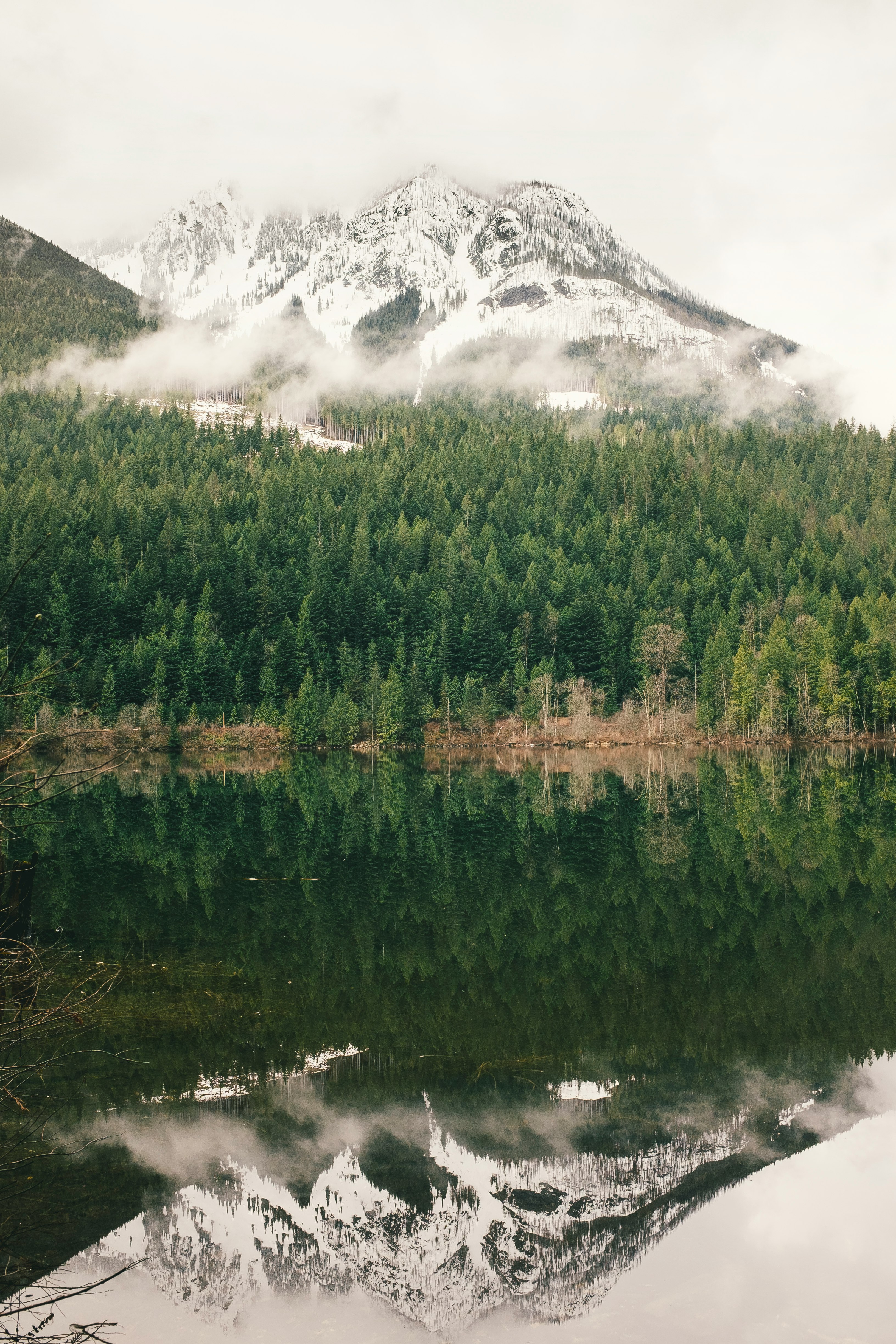 green pine trees in front of mountain ranges