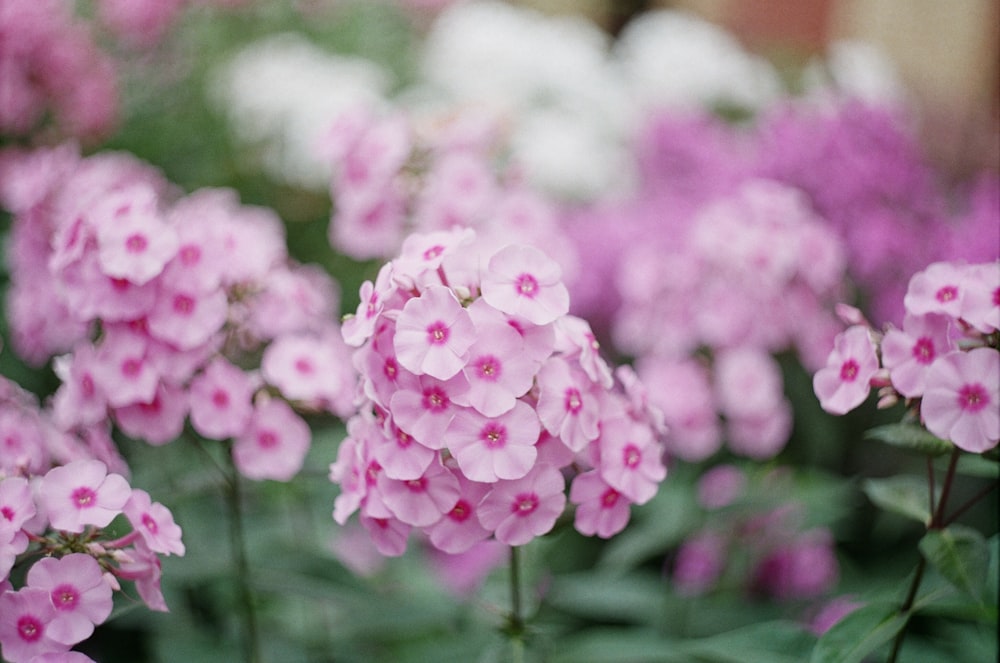 selective focus photography of pink flower