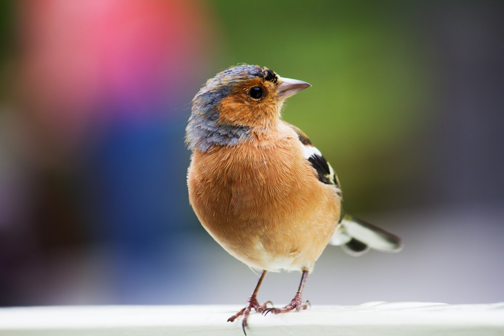 Brauner und schwarzer Vogel in der selektiven Fokusfotografie