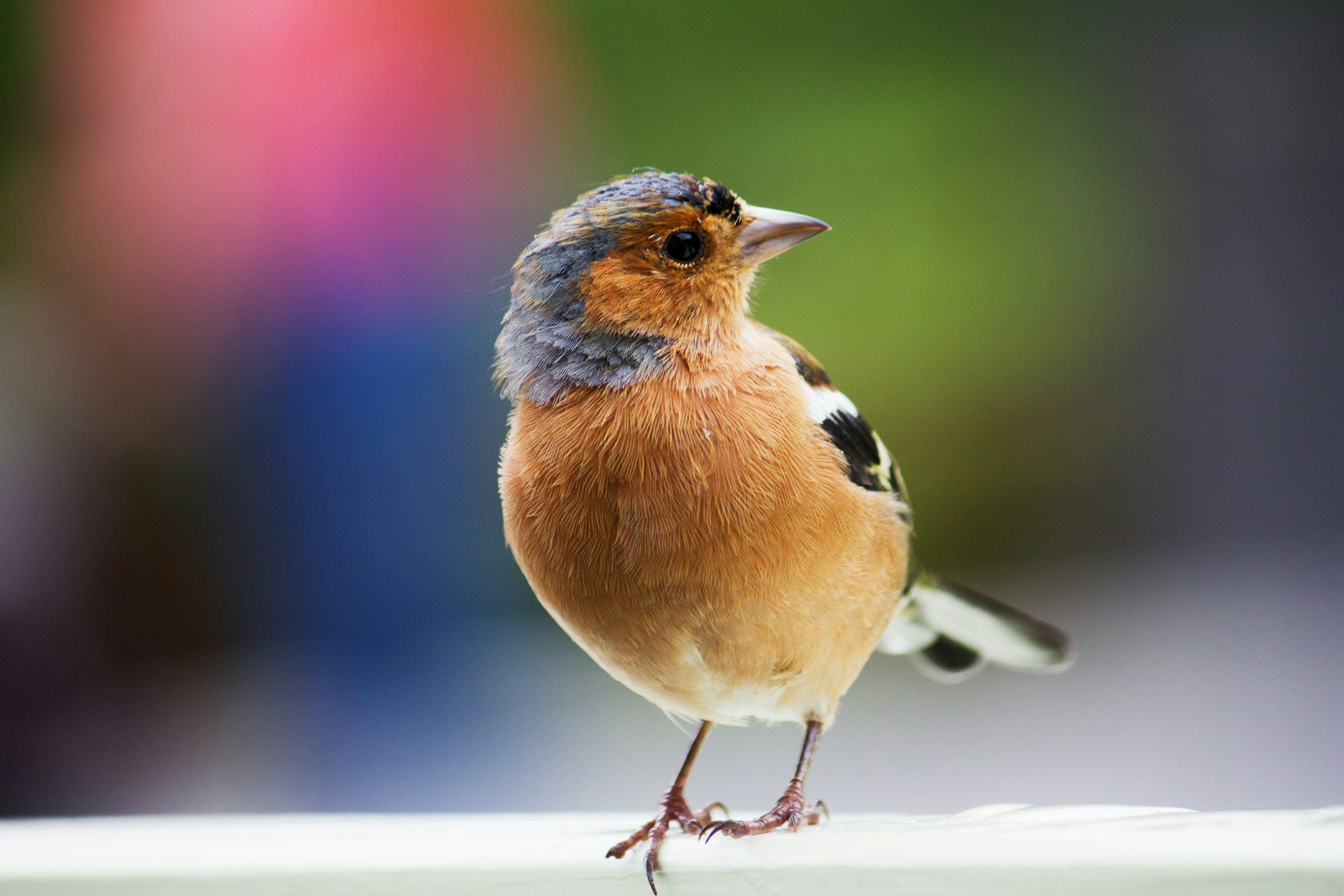 Curious Chaffinch