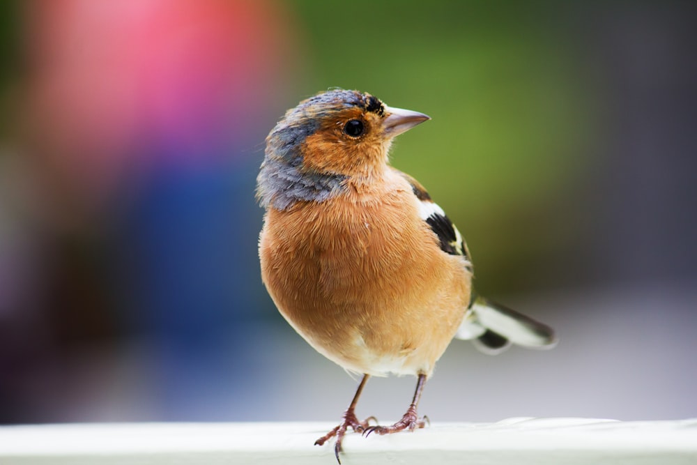 que comidas são tóxicas para pássaros?