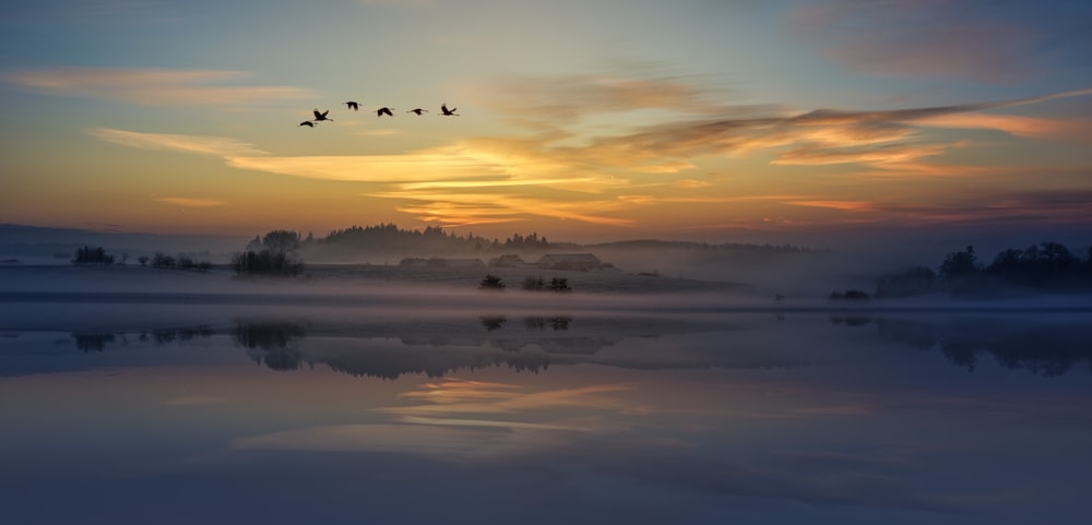 silhouette of birds flying above body of water