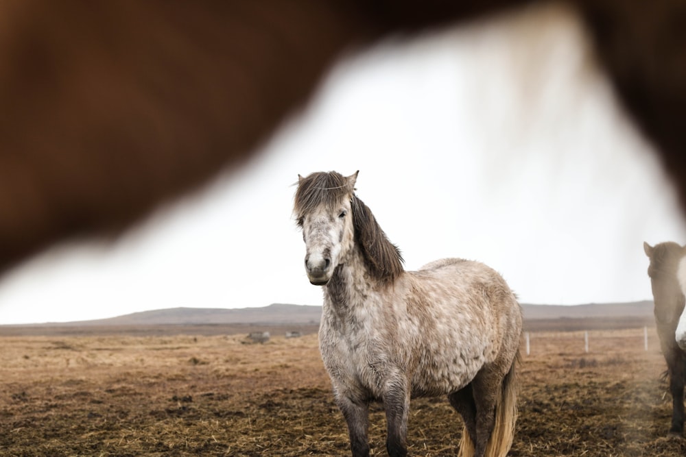 brown white horse on grass field