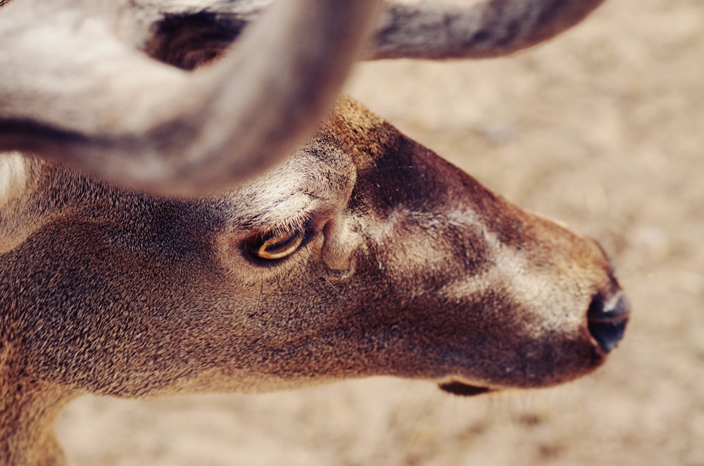 brown animal muzzle