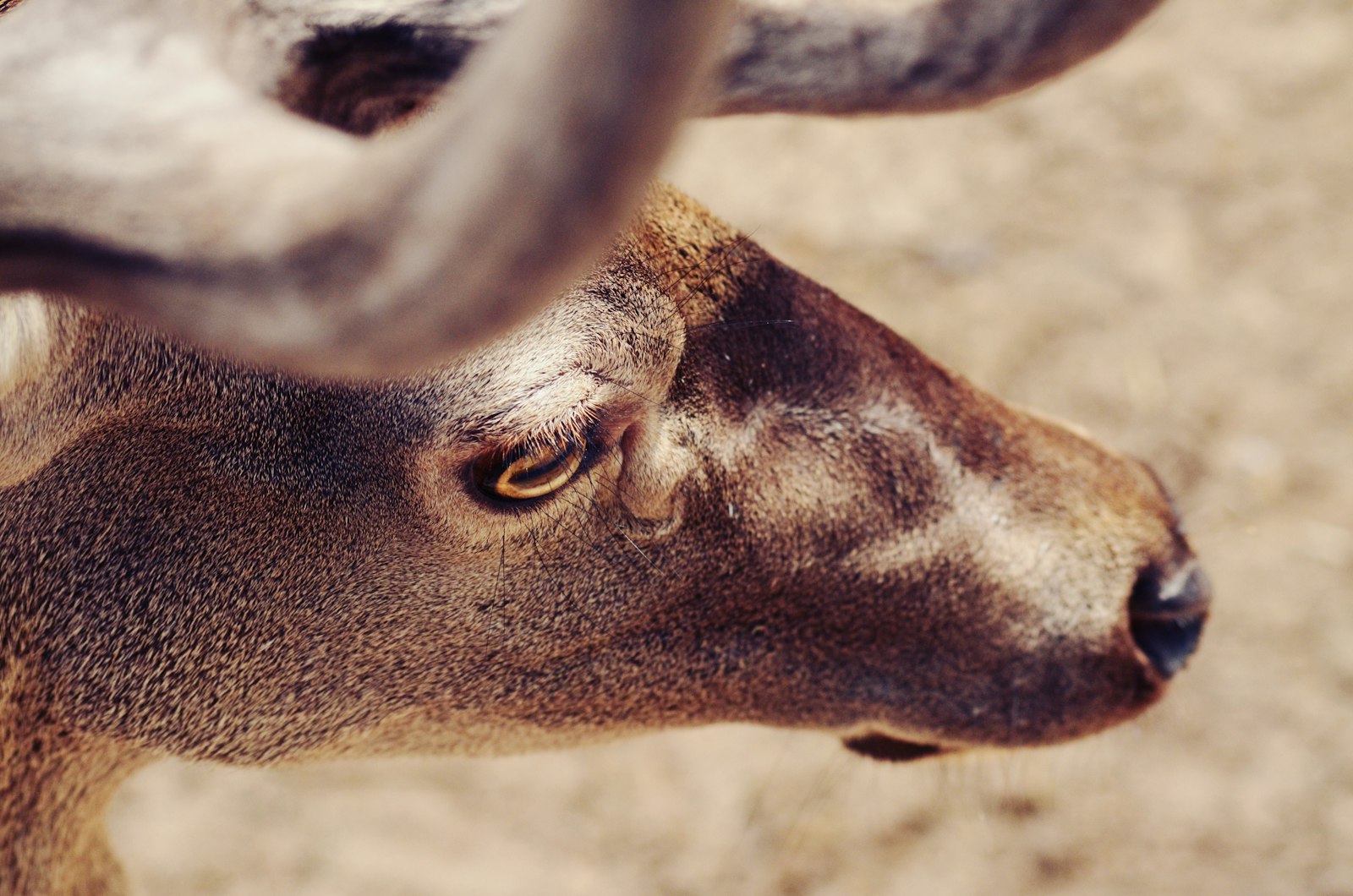 Nikon D7000 + Nikon AF-S DX Nikkor 17-55mm F2.8G ED-IF sample photo. Brown animal muzzle photography