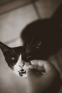 A close-up of a black and white cat with its mouth slightly open. A person’s hand is gently touching the cat's mouth, possibly feeding or playing with it. The image has a soft, sepia tone.