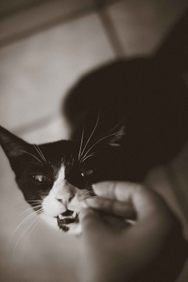 A close-up of a black and white cat with its mouth slightly open. A person&rsquo;s hand is gently touching the cat's mouth, possibly feeding or playing with it. The image has a soft, sepia tone.