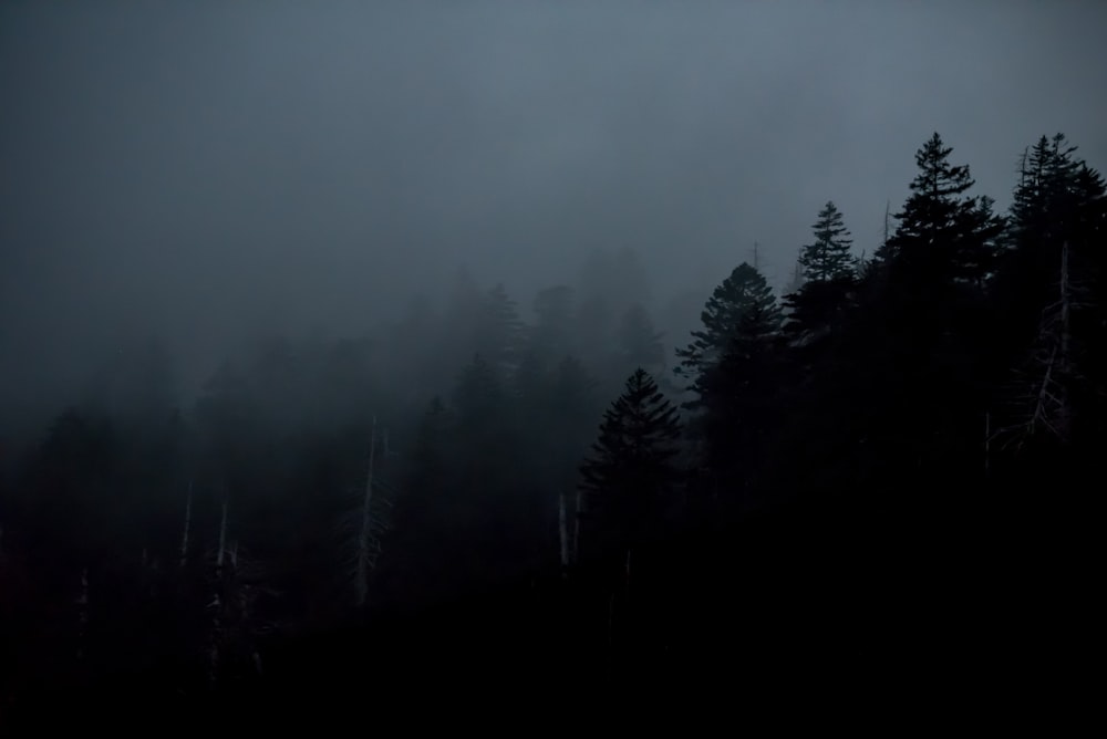 silhouette of trees during nighttime