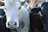 A close-up view of a light-colored cow with a tag numbered 29 on its ear, surrounded by other darker-colored cows.