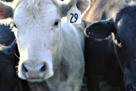 A close-up view of a light-colored cow with a tag numbered 29 on its ear, surrounded by other darker-colored cows.