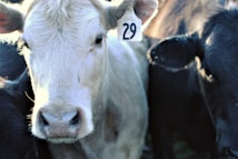 A close-up view of a light-colored cow with a tag numbered 29 on its ear, surrounded by other darker-colored cows.