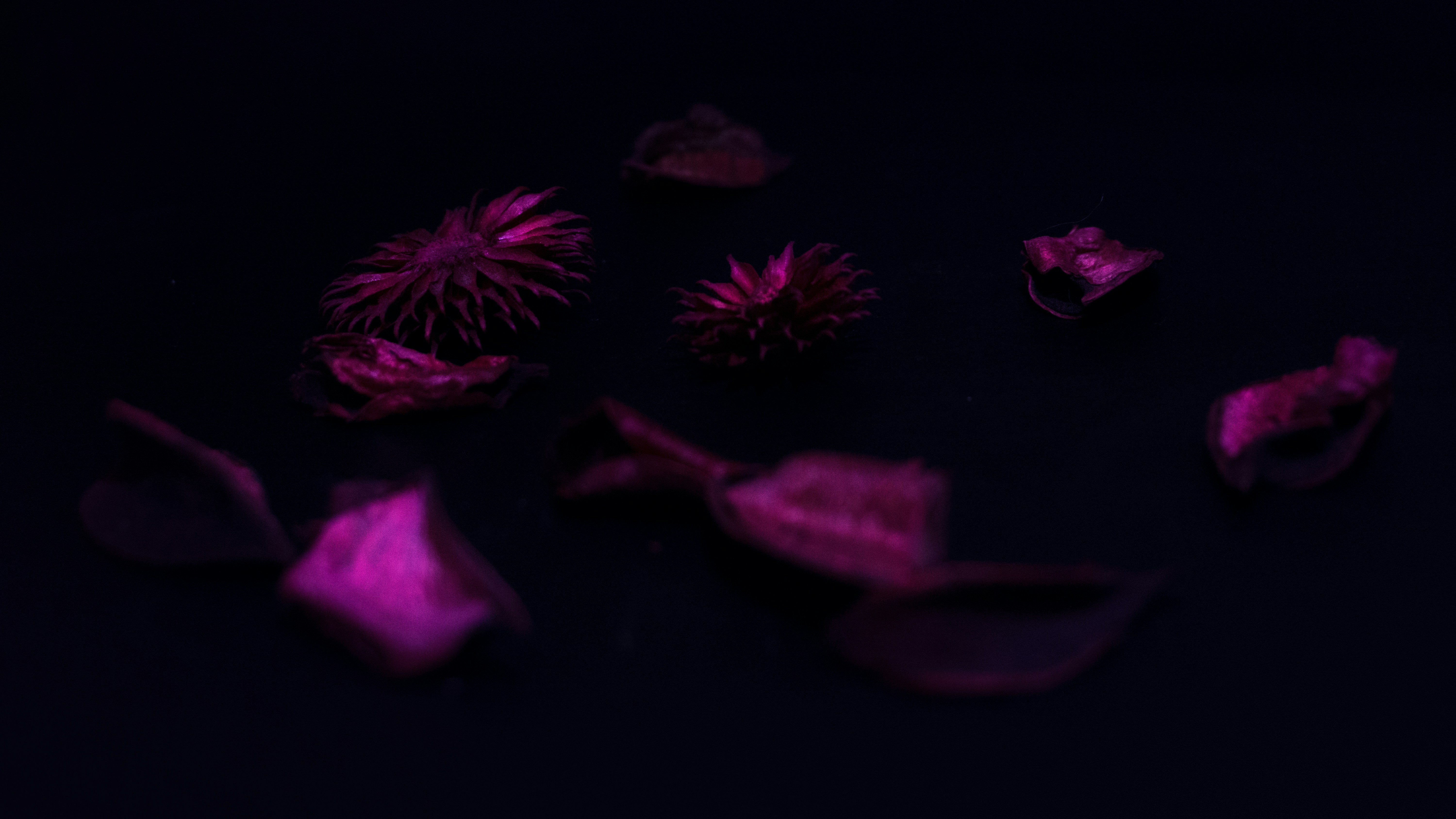 Free Unsplash photo from Joanna Avalos