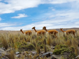 Four vicuñas roam through a grassy, open landscape under a bright blue sky with a few scattered clouds. The area is dotted with shrubs and rocks, creating a natural habitat for these animals.