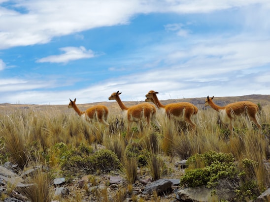 Four vicuñas roam through a grassy, open landscape under a bright blue sky with a few scattered clouds. The area is dotted with shrubs and rocks, creating a natural habitat for these animals.