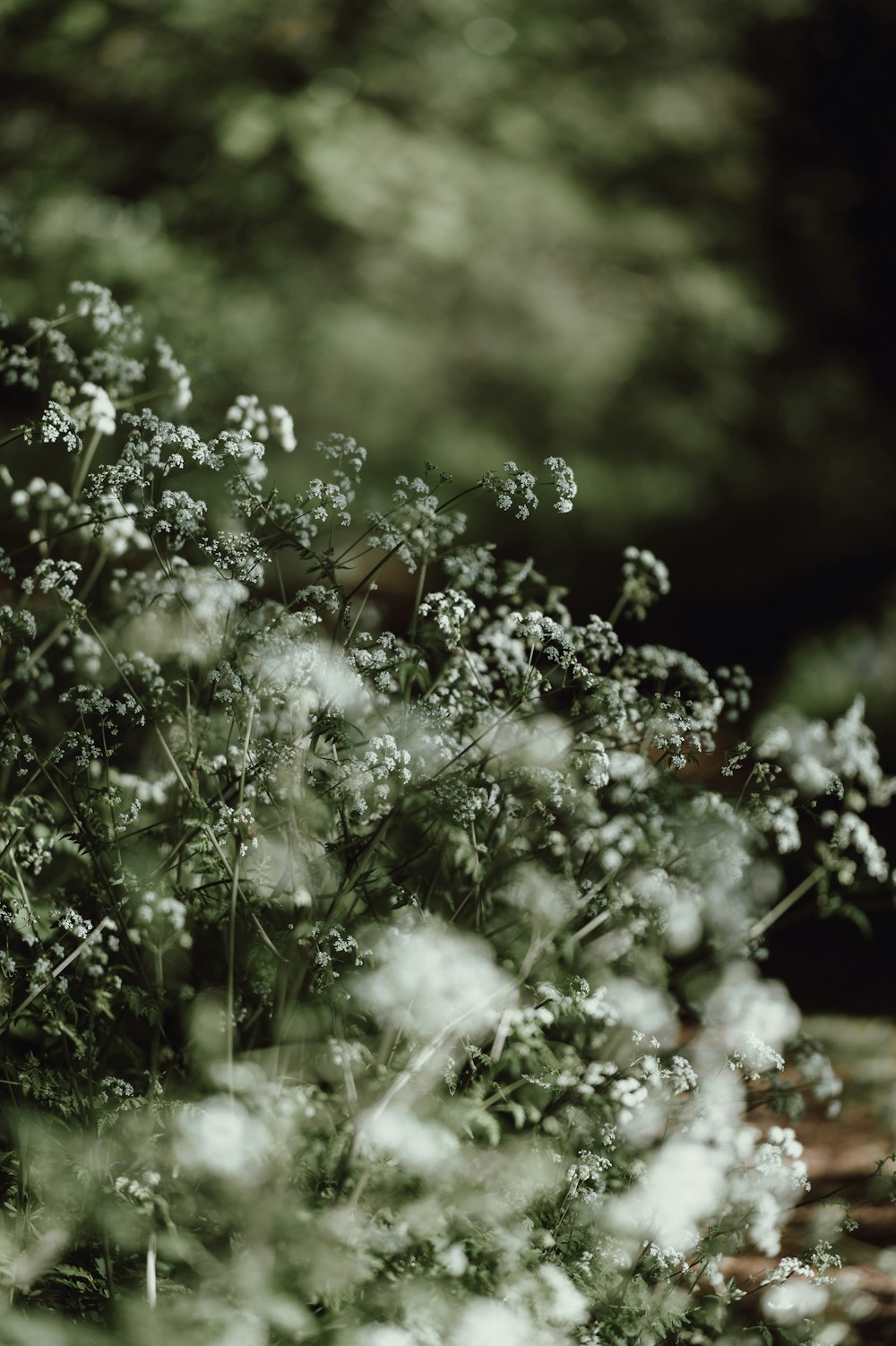 Photographie d’objectif à bascule décalée de fleurs blanches