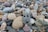 A collection of smooth, multicolored pebbles scattered closely together. One particular stone in the center has a face-like appearance with two holes resembling eyes and a line resembling a smile.