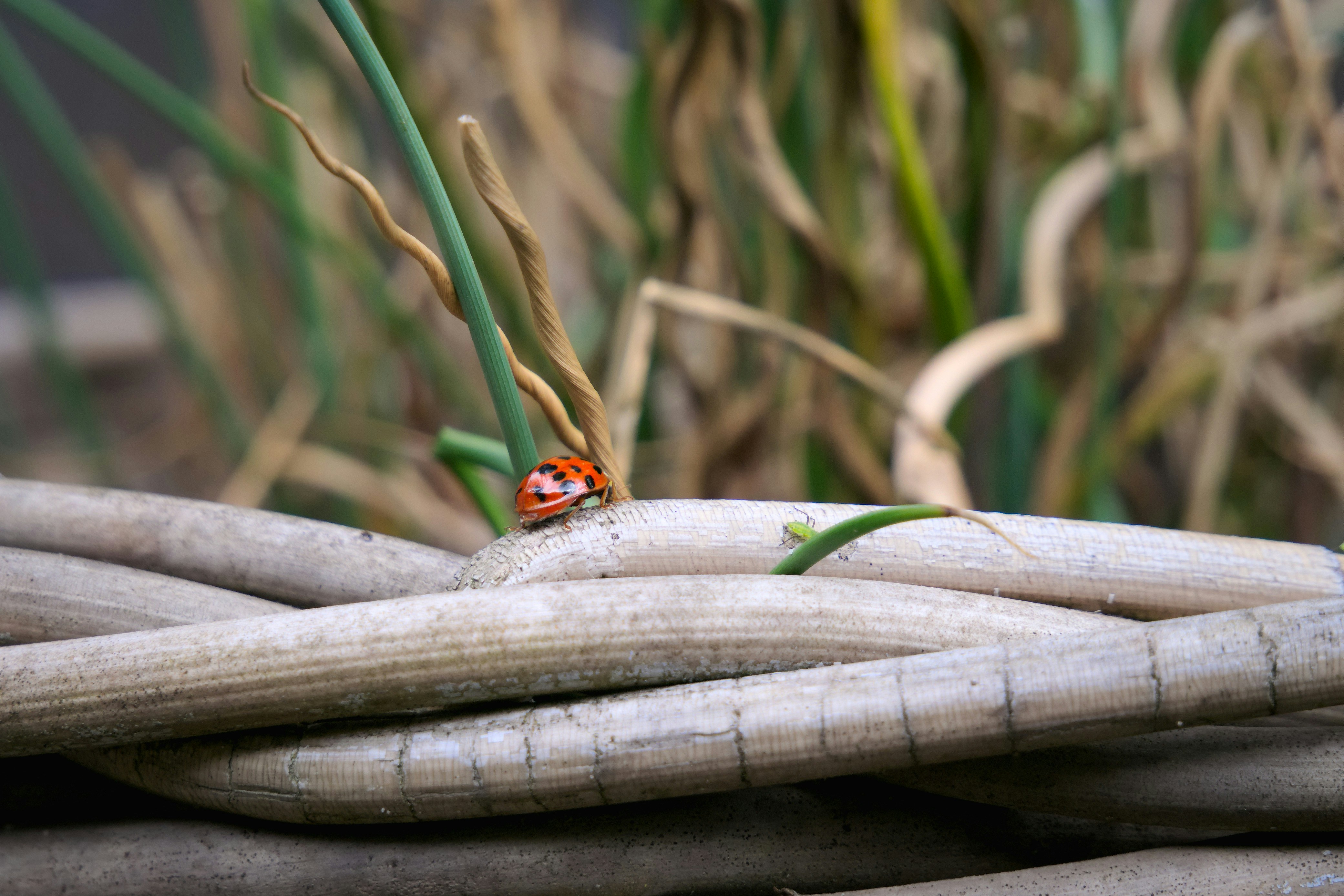 Free Unsplash photo from Harm Weustink