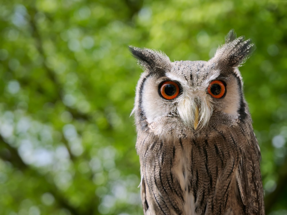 brown owl in shallow focus shot