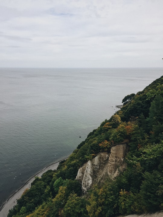 green-leafed trees near body of water in Rügen Germany